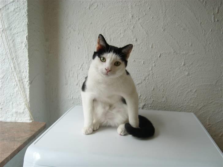 Blanding af racer Hermann billede 8