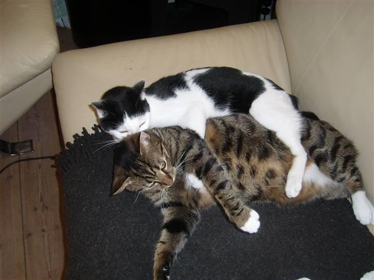 Blanding af racer Hermann billede 9