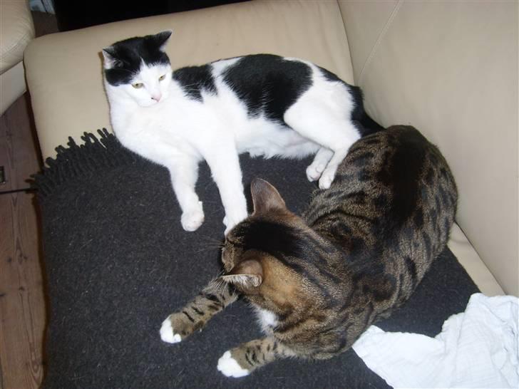 Blanding af racer Hermann billede 10