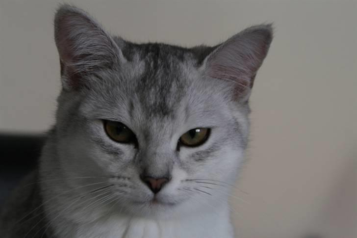 Burmilla Yade billede 1