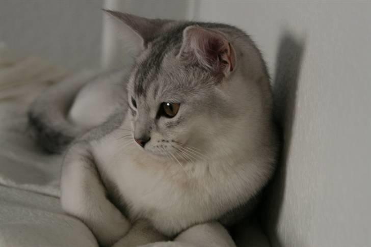 Burmilla Yade billede 2