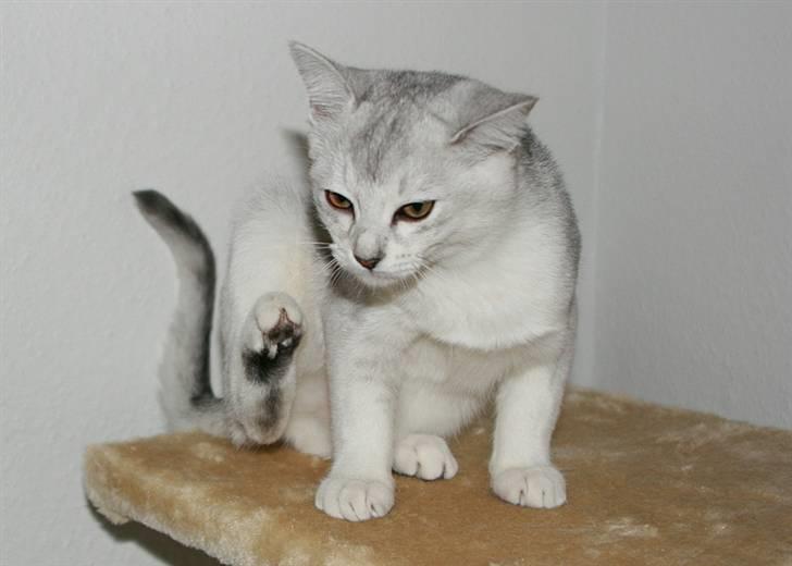 Burmilla Yade billede 3