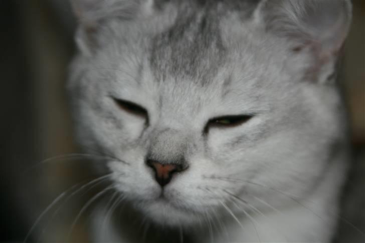 Burmilla Yade billede 4