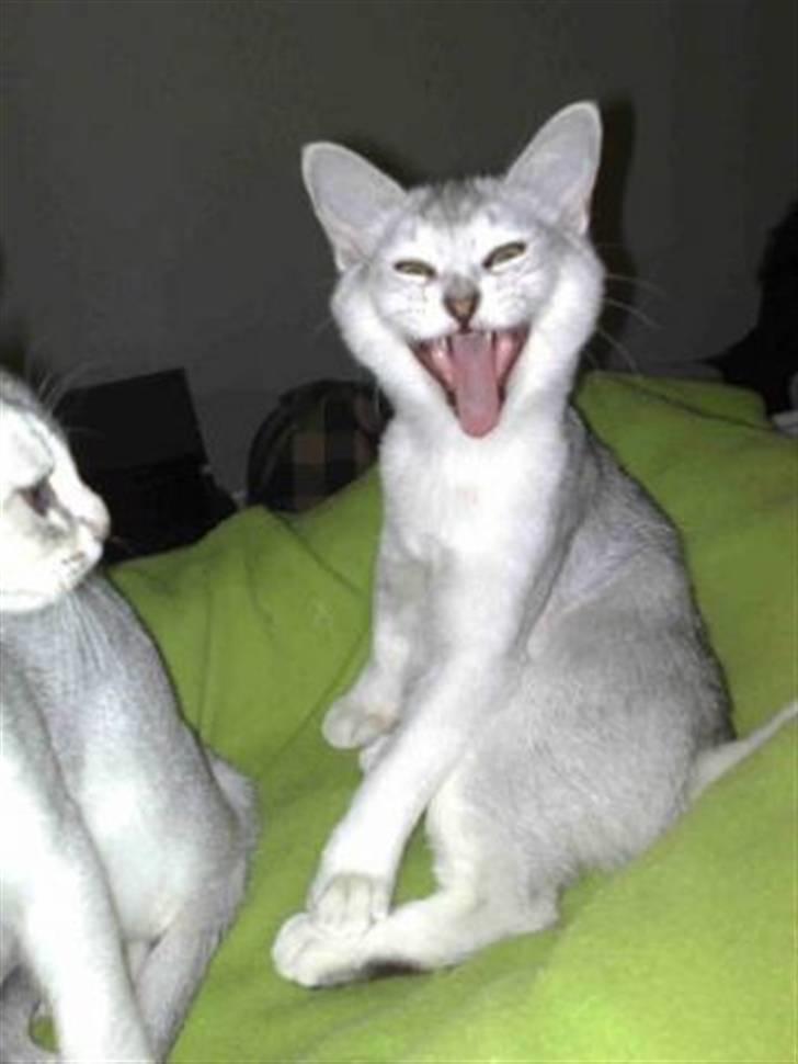 Burmilla Yade billede 5