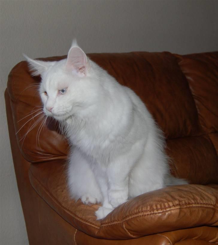 Maine Coon Zub Zero billede 19