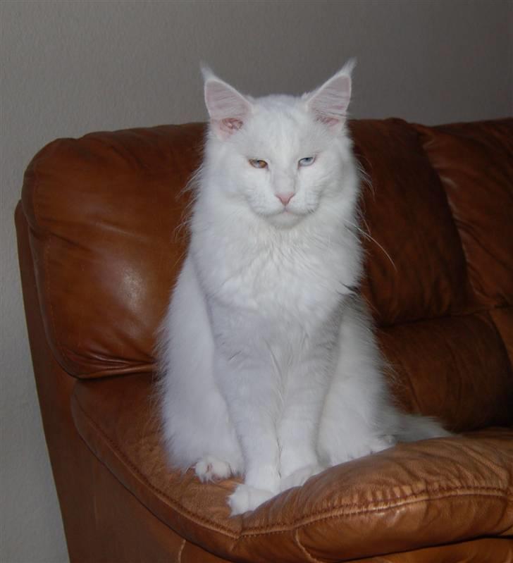 Maine Coon Zub Zero billede 20