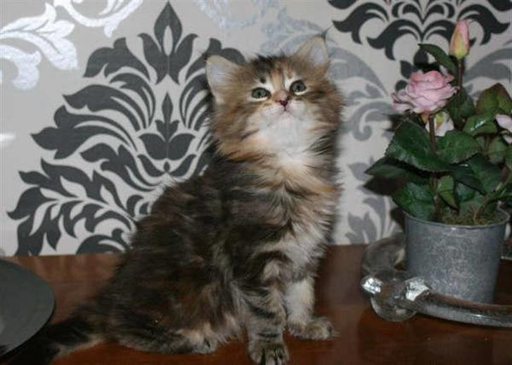 Maine Coon DeDe billede 11