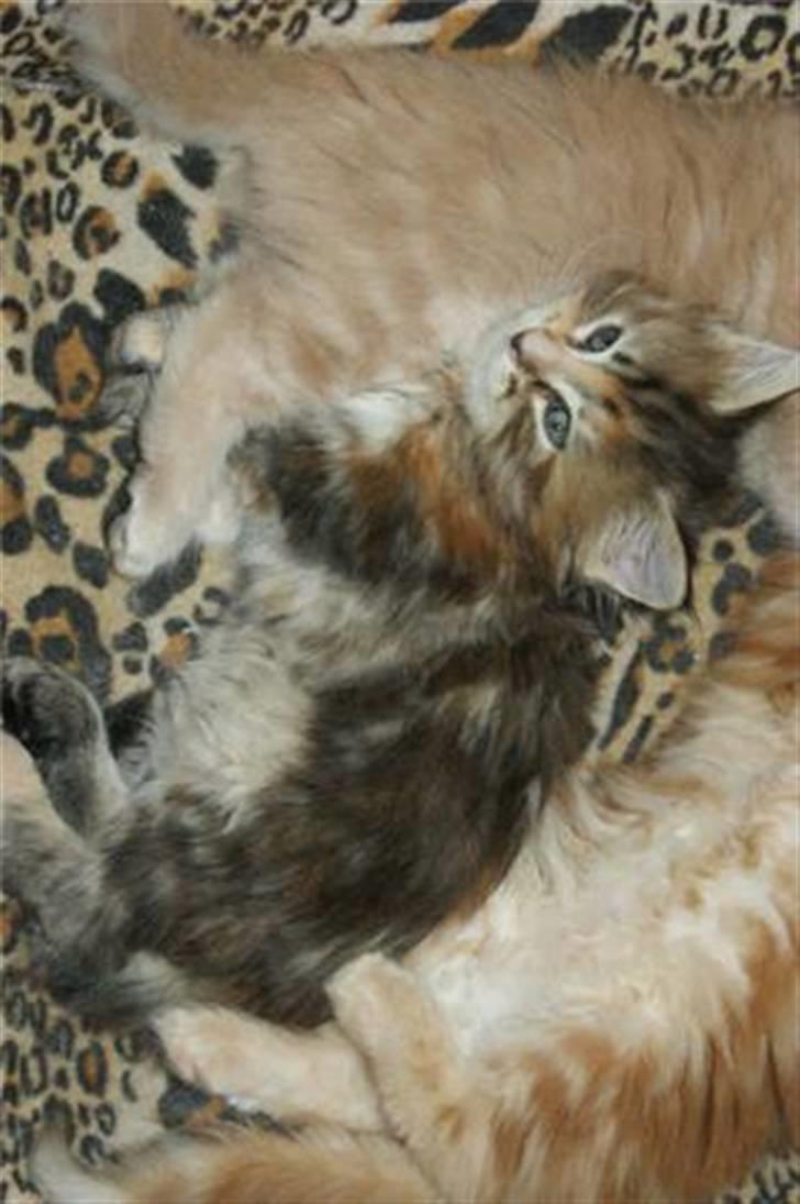 Maine Coon DeDe billede 14