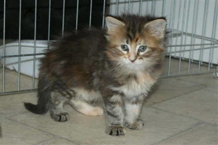 Maine Coon DeDe billede 16