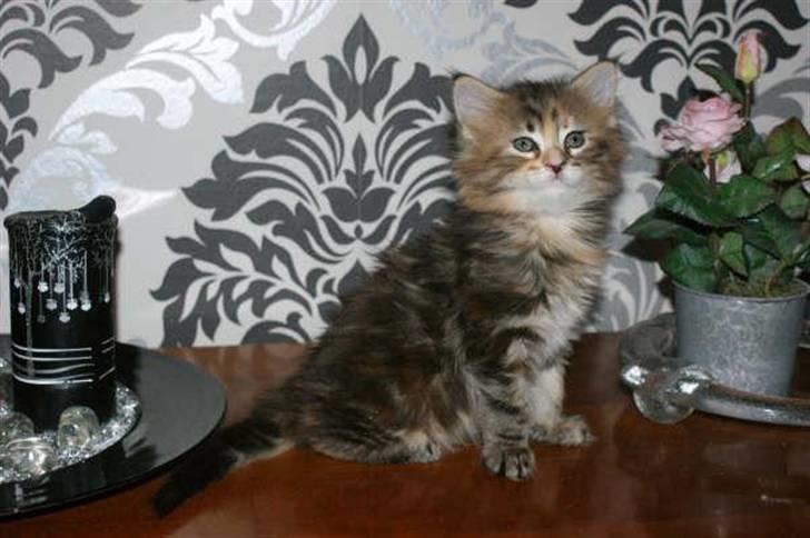 Maine Coon DeDe billede 18