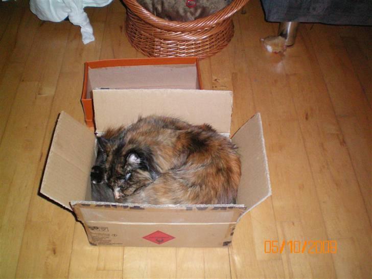 Maine Coon jacqueline-Mor til 8. - Hendes yngling soveplads vil altid være i en lille trængt papkasse. billede 3