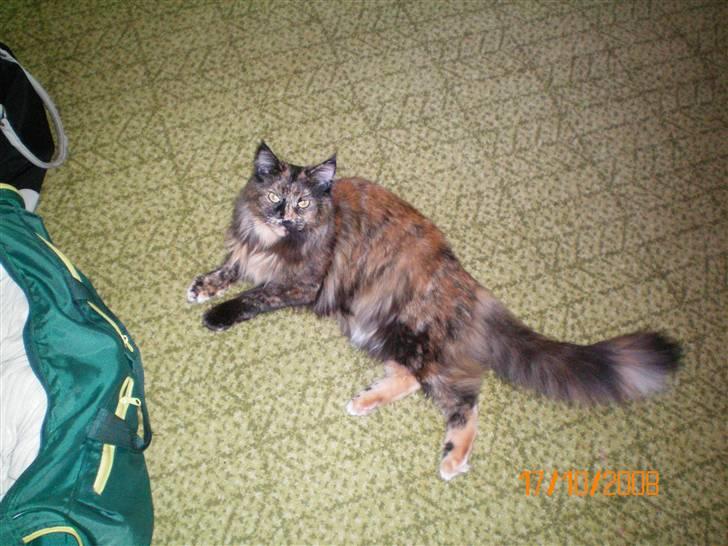 Maine Coon jacqueline-Mor til 8. - Dejligt endelig at være hjemme hos mormor og morfar efter en lang køretur. billede 4