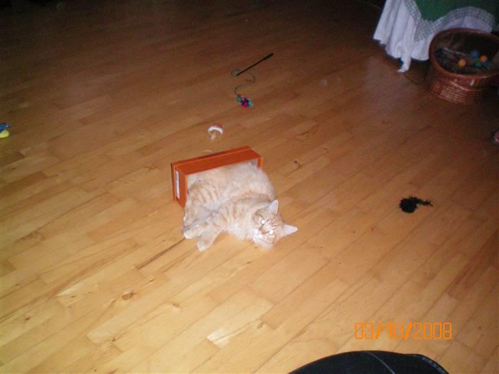 Blanding af racer Mozart-Far til 8. billede 9