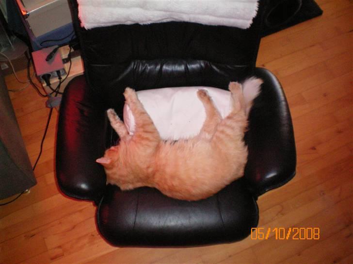 Blanding af racer Mozart-Far til 8. billede 10