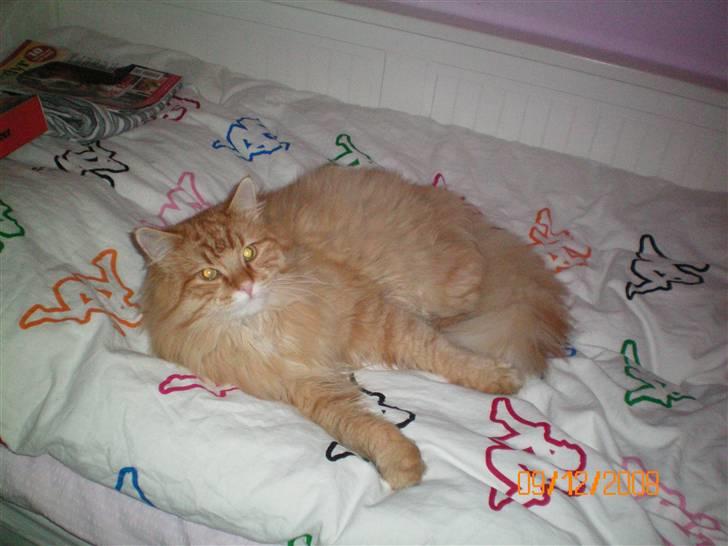 Blanding af racer Mozart-Far til 8. billede 11