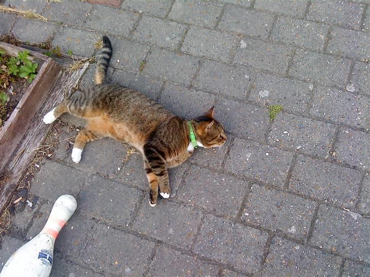 Blanding af racer Tiger billede 2