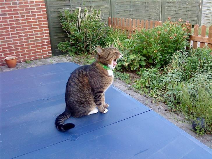 Blanding af racer Tiger billede 3