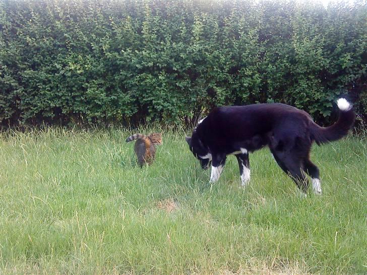 Blanding af racer Tiger billede 4