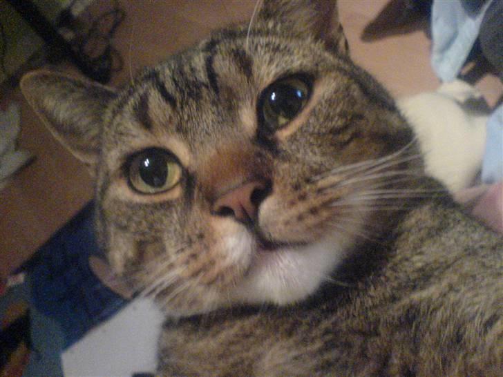 Blanding af racer Tiger billede 5