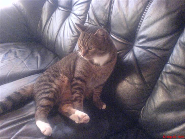 Blanding af racer Tiger billede 6