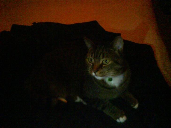 Blanding af racer Tiger billede 7