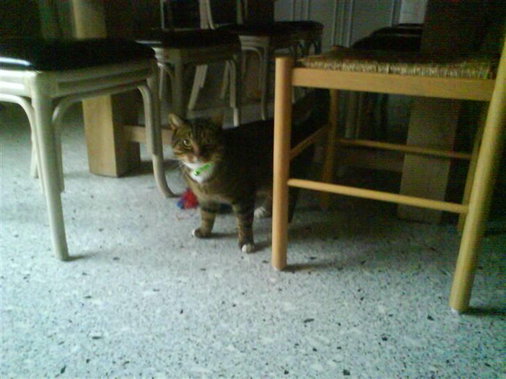 Blanding af racer Tiger billede 8