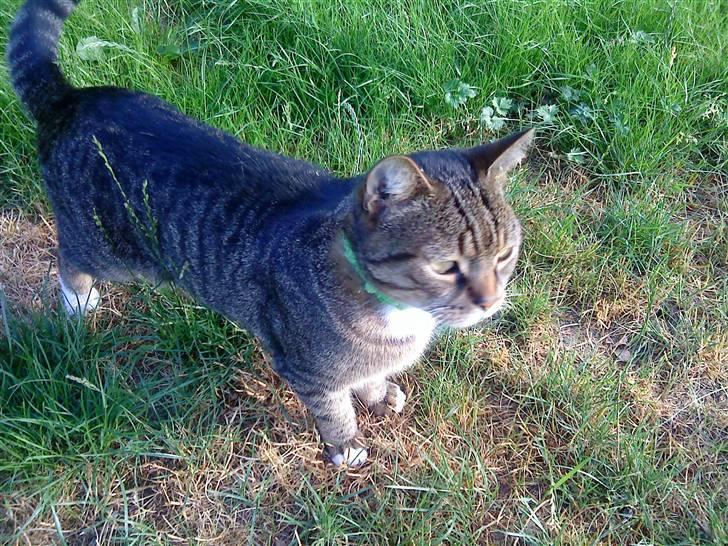 Blanding af racer Tiger billede 9