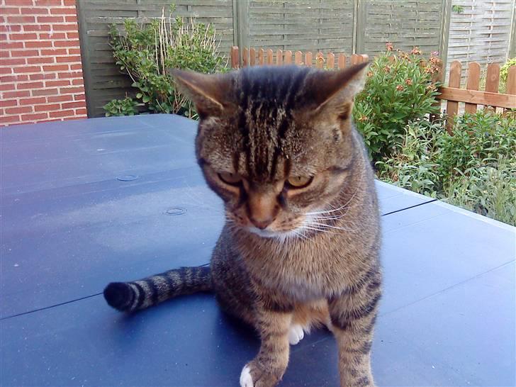 Blanding af racer Tiger billede 10