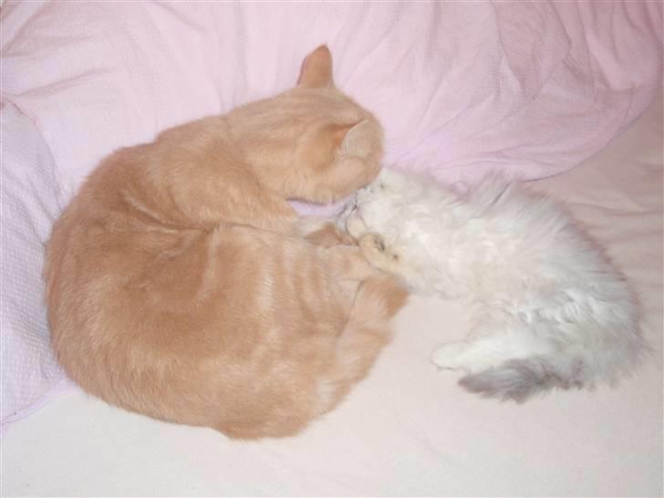 Perser Princess Chloe billede 16