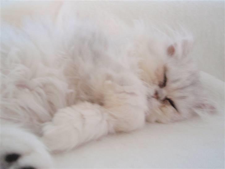 Perser Princess Chloe billede 17