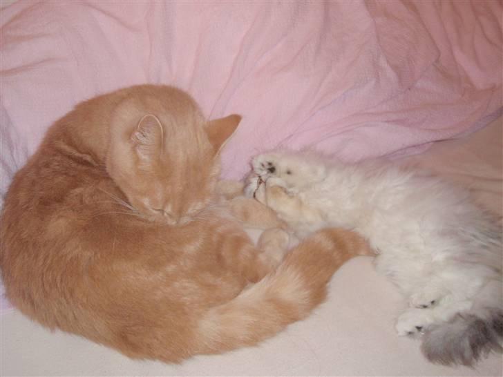 Perser Princess Chloe billede 18