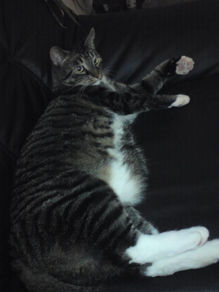 Huskat Alfred - Alfred <3 billede 1