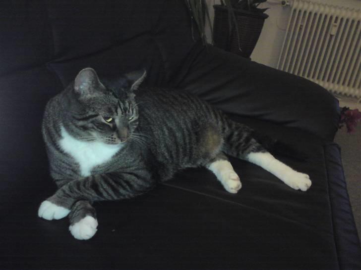 Huskat Alfred - Alfred <3 billede 2