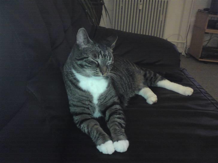 Huskat Alfred - Alfred <3 billede 3