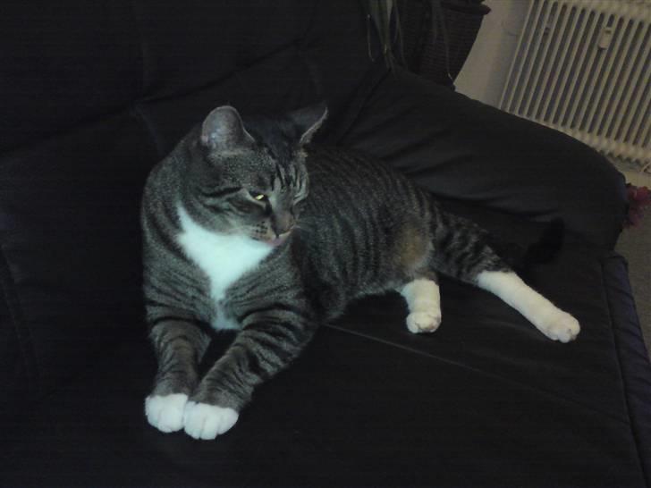 Huskat Alfred - Alfred <3 billede 4