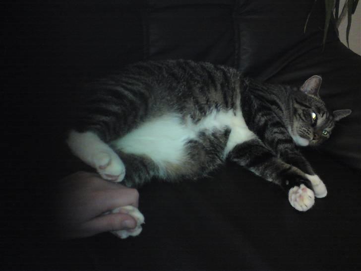 Huskat Alfred - Alfred <3 billede 5