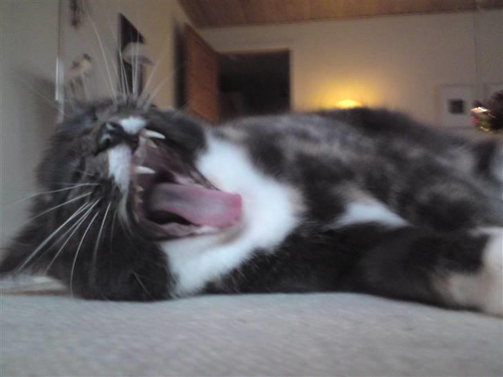 Huskat Tanne - Velkommen til Tane´s<33 profil :] Her skal hun lige undersøge hvad jeg laver ;] billede 1