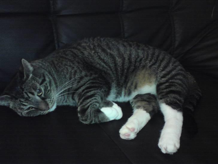 Huskat Alfred - Alfred <3 billede 6