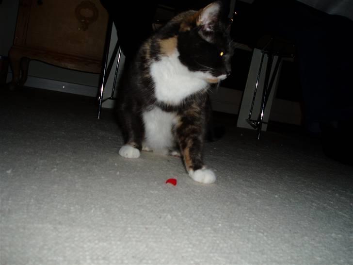 Huskat Tanne - Øv det var ikk noget spiseligt :[ Skøre kat <3  billede 8