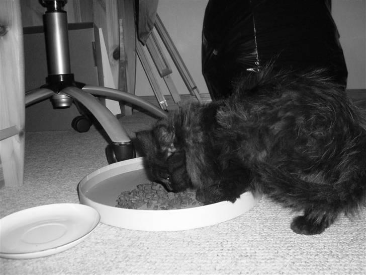 Blanding af racer Pjuske billede 2