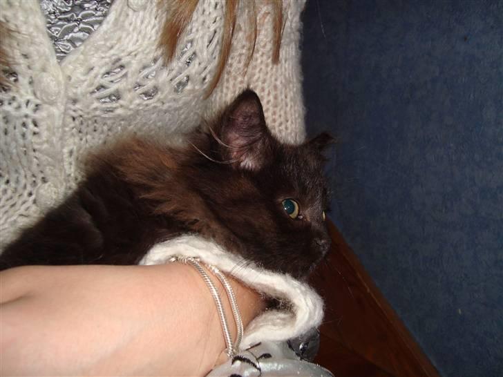 Blanding af racer Pjuske billede 4