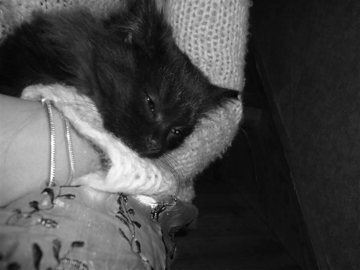 Blanding af racer Pjuske billede 5