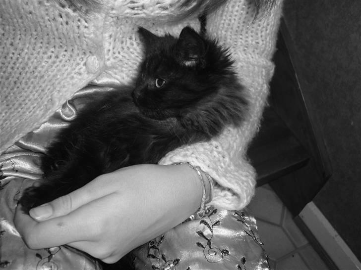 Blanding af racer Pjuske billede 6