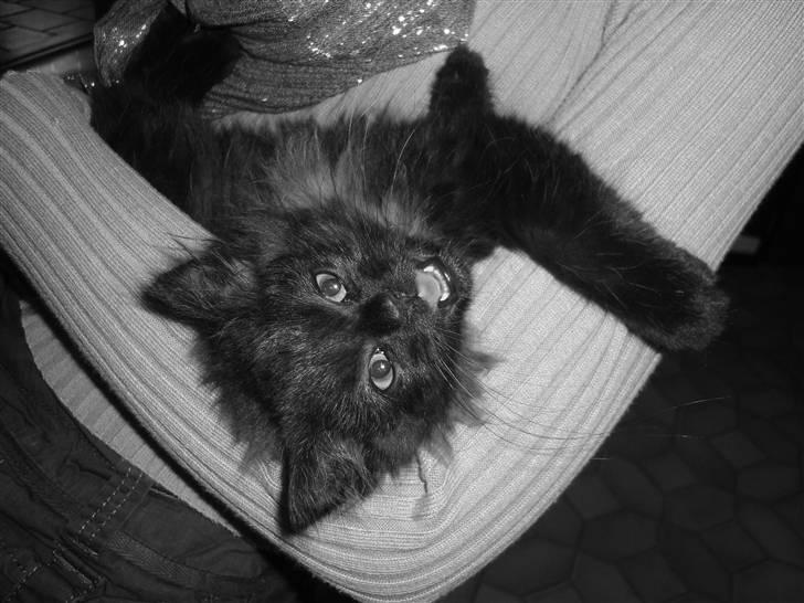 Blanding af racer Pjuske billede 7