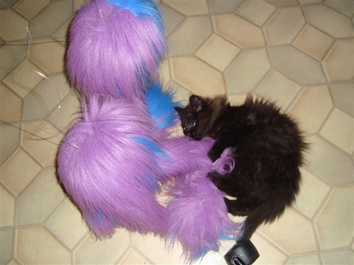 Blanding af racer Pjuske billede 8