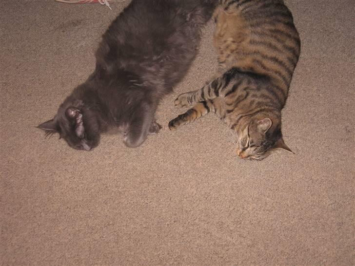 Huskat Thor - Mig og min ferieven billede 15