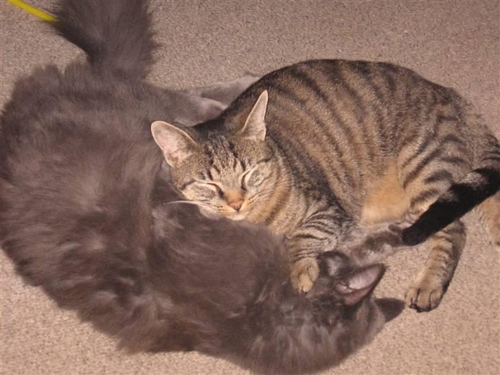 Huskat Thor - vi er bare bedste venner billede 16