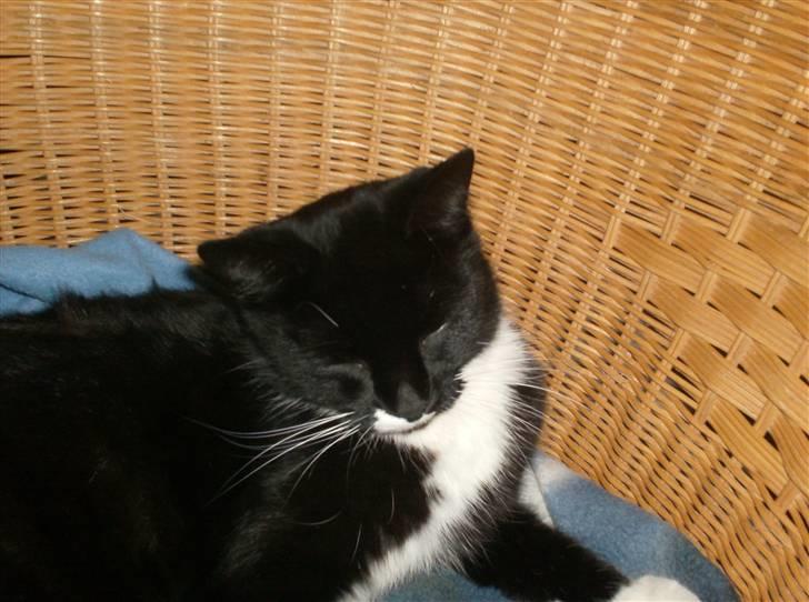 Blanding af racer isabella | d, 3/2-2008 billede 9