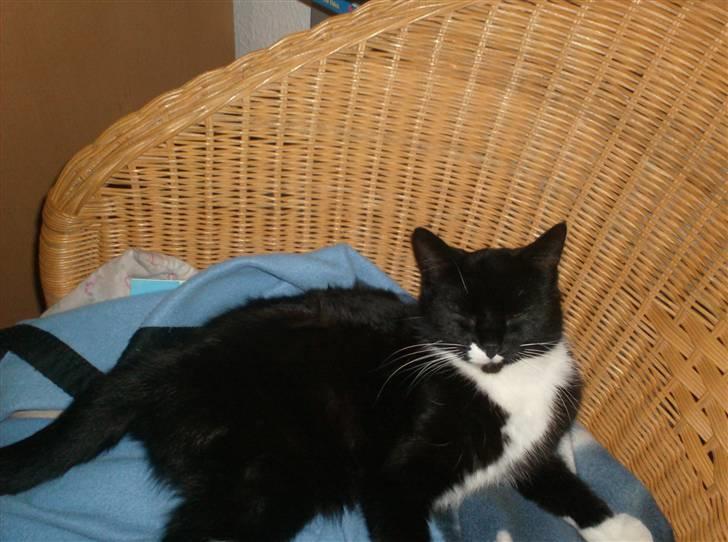 Blanding af racer isabella | d, 3/2-2008 billede 10