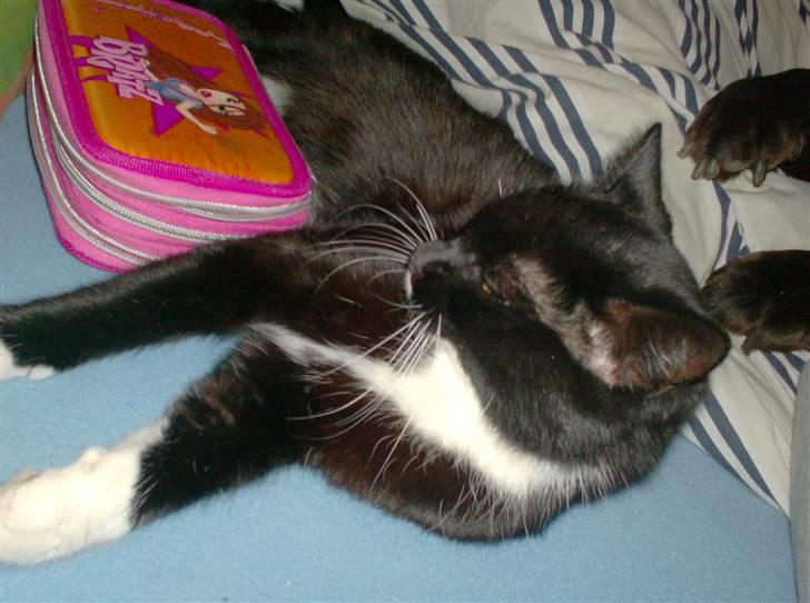 Blanding af racer isabella | d, 3/2-2008 billede 12